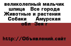 великолепный мальчик шпица - Все города Животные и растения » Собаки   . Амурская обл.,Зея г.